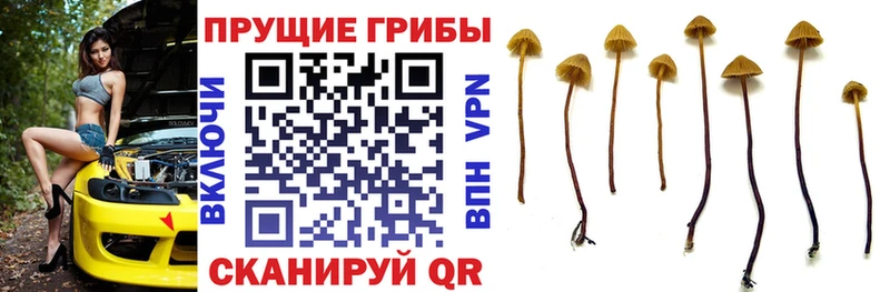 дарнет шоп  Яровое  Псилоцибиновые грибы Magic Shrooms 